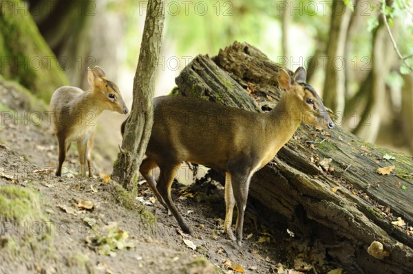 Two muntjacs standing in the forest near a tree trunk, surrounded by green foliage, Chinese muntjac