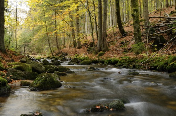 A stream meanders through an autumnal forest, surrounded by bright foliage, Kleine Ohe, Bavarian