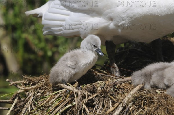 Grey swan chick sitting in the nest, next to a white-winged swan, Mute Swan (Cygnus olor),