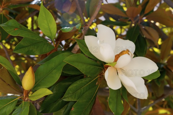 Close-up of a white flower with green leaves, rubber tree, Indian rubber tree (Ficus elastica),