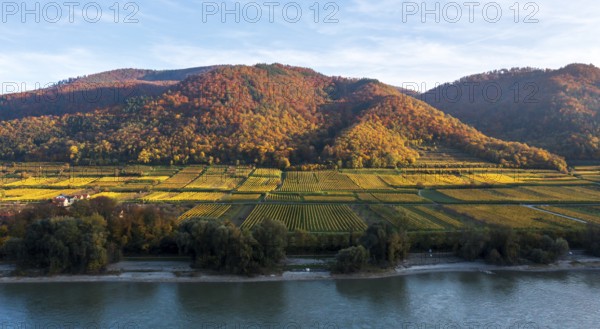 Vineyards in autumn, Wachau, Lower Austria, Austria, Europe