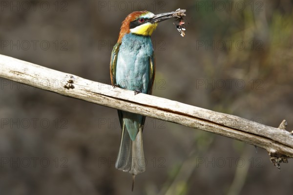 Bee-eater (Merops apiaster), bird on perch with insect in beak, Salzlandkreis, Saxony-Anhalt,