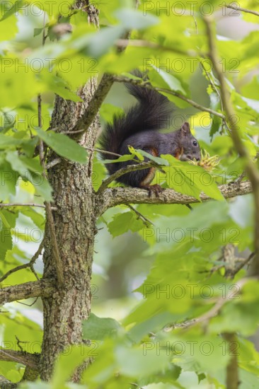 A  squirrel or Eurasian  squirrel (Sciurus vulgaris) eats from a Corylus colurna