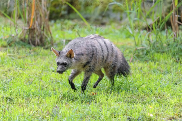 An aardwolf (Proteles cristatus) funs across a green meadow