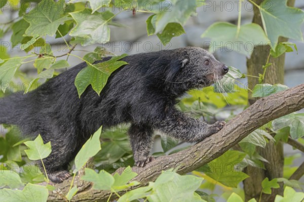 One binturong (Arctictis binturong), or bearcat balancing over branches framed by green leafs