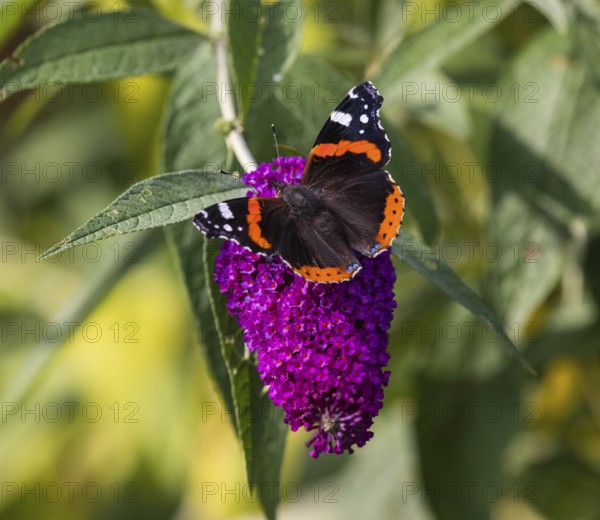 Red Admiral (Vanessa atalanta), butterfly feeding on Buddleia flowers, Hesse, Germany, Europe