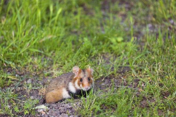 A European hamster (Cricetus cricetus), Eurasian hamster, black-bellied hamster or common hamster,