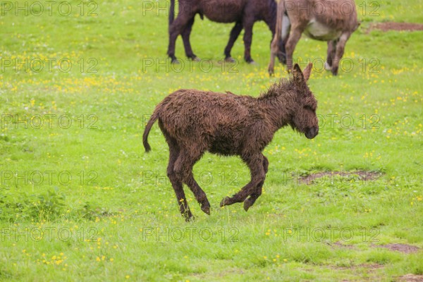 A mixed breed donkey foal runs across a green meadow
