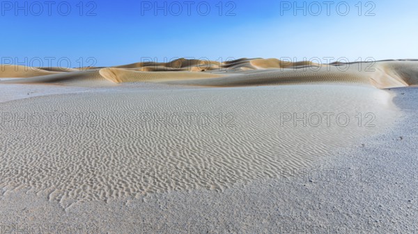 Wind-sculpted curved sand dunes in the Rub al Khali desert, Dhofar province, Arabian Peninsula,
