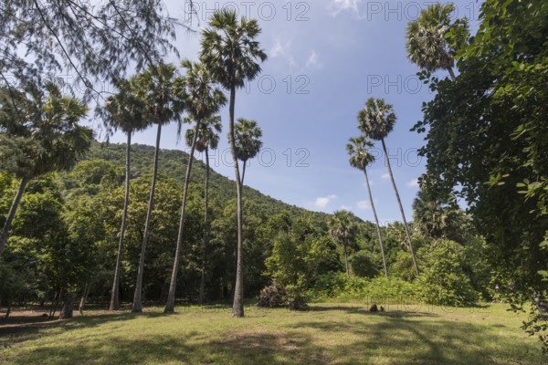 Palm trees on Hat Laem Sala beach, Hua Hin, Prachuap Khiri Khan province, Thailand, Asia