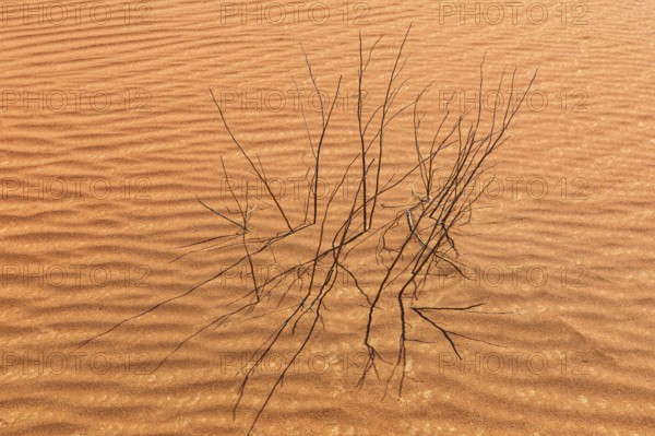 Sand structure formed by the wind, with dead shrub in the Rub al Khali desert, Dhofar province,