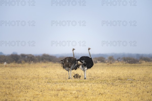 Common ostrich (Struthio camelus), adult female and male with six young, chicks, animal family,