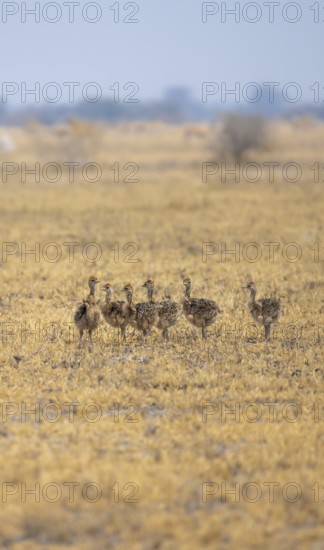 Common ostrich (Struthio camelus), six juveniles, chicks, African savannah, Nxai Pan National Park,