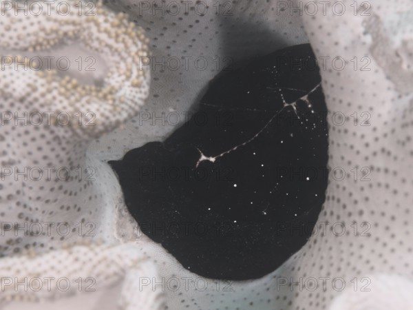 Black creature with light spots, large ice snail (Ovula ovum), hiding in a soft coral. Dive site