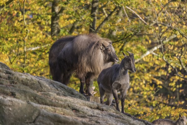 One adult female and one adult male Himalayan Tahr (Hemitragus jemlahicus) standing on rocks in a