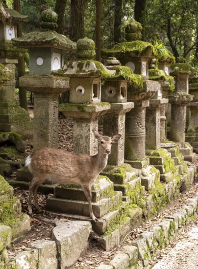 Kasuga-taisha shrine, Nara, Japan, Asia