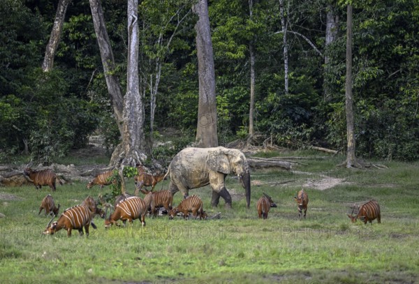 Forest elephant (Loxodonta cyclotis) and bongo antelope (Tragelaphus eurycerus) in the Dzanga Bai
