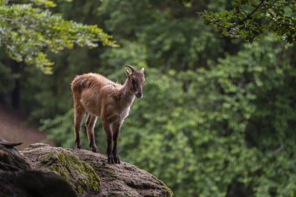 A female Himalayan tahr (Hemitragus jemlahicus) stands on a rock. A dense forest is in the