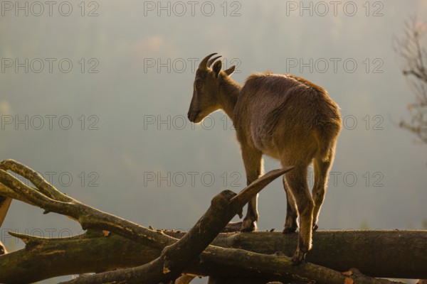 A female Himalayan tahr (Hemitragus jemlahicus) stands backlit on a fallen tree at a forest edge.
