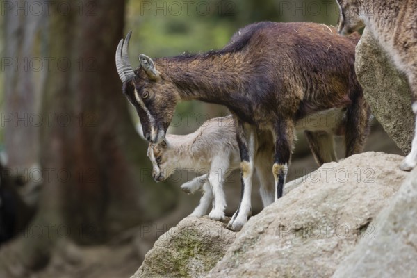 A female bezoar ibex (Capra aegagrus aegagrus) stands together with her goatling on a rock