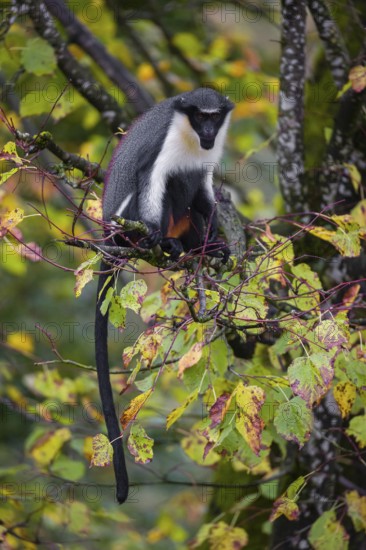 One adult Diana monkey (Cercopithecus diana) sits on a branch of a tree looking around