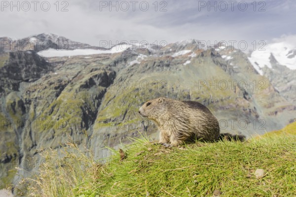 A young Alpine Marmot, Marmota marmota, rests on a grassy rim. Snow covered mountains are in the