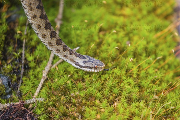One Vipera berus, the common European adder or common European viper, creeps over moss and rocks