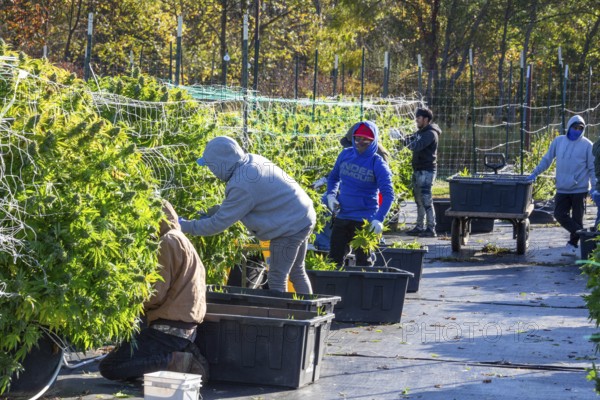Paw Paw, Michigan, Migrant farmworkers harvest cannabis at Grasshopper Farms