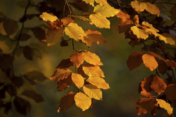 Autumn coloured beech leaves against the light, Rosensteinpark, Stuttgart, Baden-Württemberg,