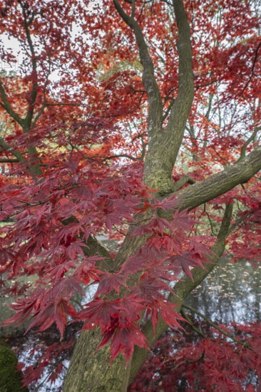 Japanese fan maple (Acer palmatum Trompenburg), autumn colours, Emsland, Lower Saxony, Germany,