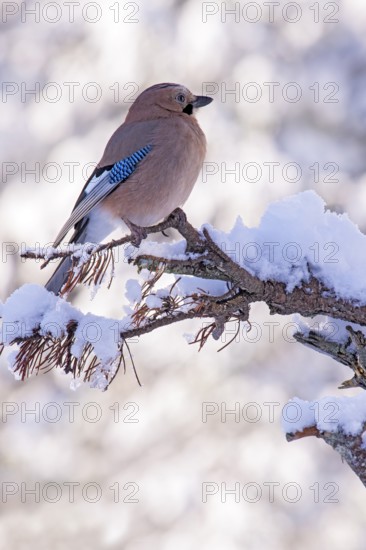 Eurasian jay (Garrulus glandarius), sitting on a branch, Terfens, Tyrol, Austria, Europe