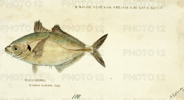 Yellowfin trevally, Pseudocaranx dentex, White trevally, fish, reproduction of an original, by