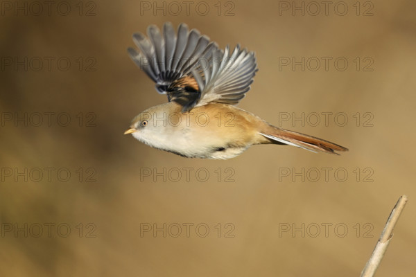 Bearded Tit (Panurus biarmicus), female taking off from reeds, Klingnauer Stausee, Canton Aargau,