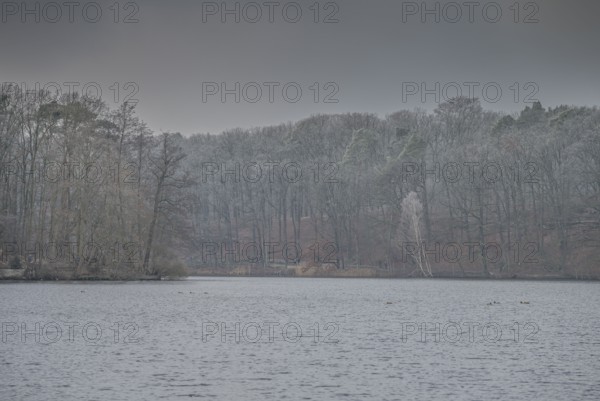 Grey weather, trees, wintry Schlachtensee, Steglitz-Zehlendorf, Berlin, Germany, Europe