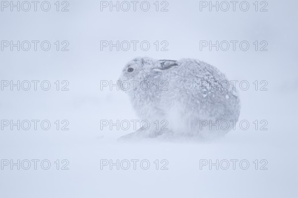 Mountain hare (Lepus timidus) adult animal in its winter coat resting on a snow covered mountain