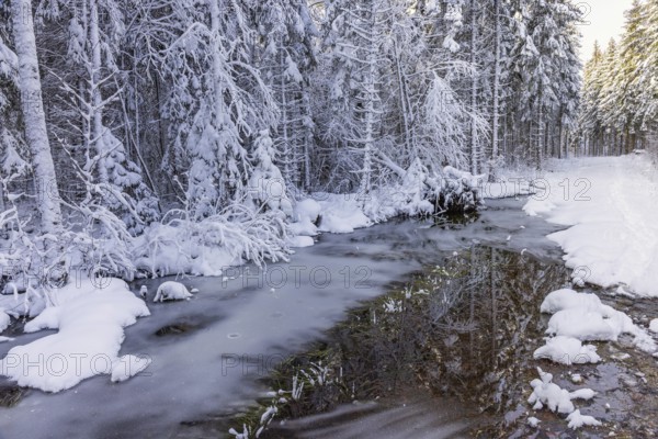 Frozen water puddle in a snowy spruce forest a cold winter day, Sweden, Europe