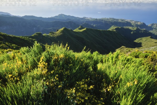 View from hike trail path to Pico Ruivo, Madeira