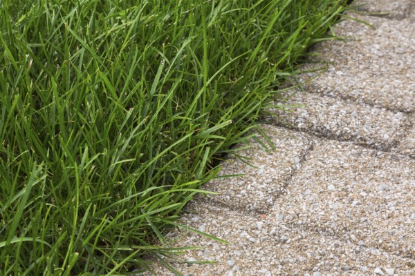 Close-up of Poa pratensis, Kentucky Bluegrass lawn edged with tan nuanced paving tiles in summer,