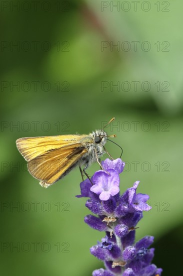 Large skipper (Ochlodes venatus), collecting nectar from a flower of Common lavender (Lavandula
