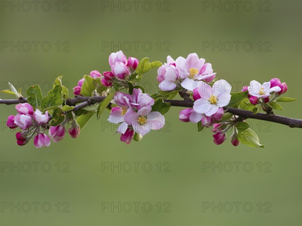 Apple blossom (Malus sp.) flowering along a branch of the tree, Hesse, Germany, Europe