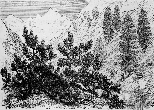 High mountain landscape with alpine vegetation with the shrubby dwarf pine (Pinus pumila) and Swiss