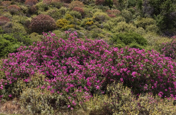 Oleander bush, Sarella peninsula near Plakias, south coast, Crete, Greece, Europe