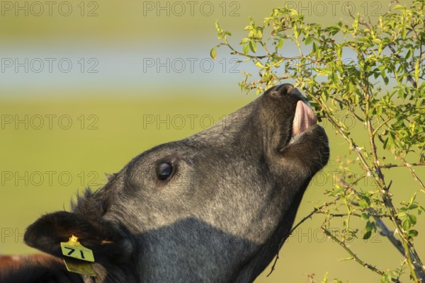 Domestic cattle or cow (Bos taurus) adult farm animal eating a wild rose bush in a hedgerow,