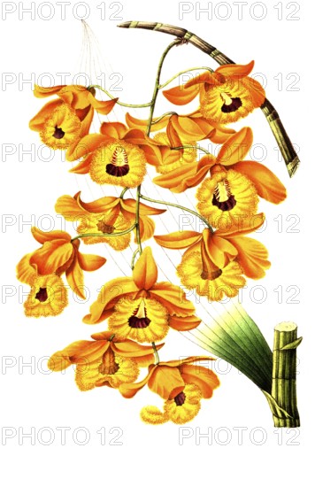 Dendrobium fimbriatum, from the orchid family, plant and flower, digitally reworked reproduction of