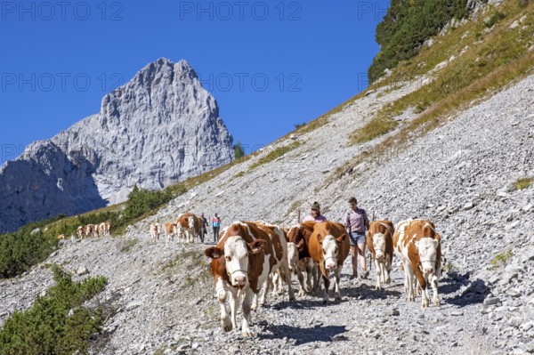 Alpine pasture drive through the Stallental, behind it the Lamsenspitze, autumn, Stallental,