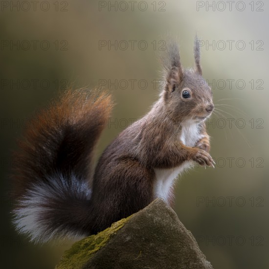 Eurasian squirrel (Sciurus) with unusual fur colour, tail with white stripe, standing on a mossy