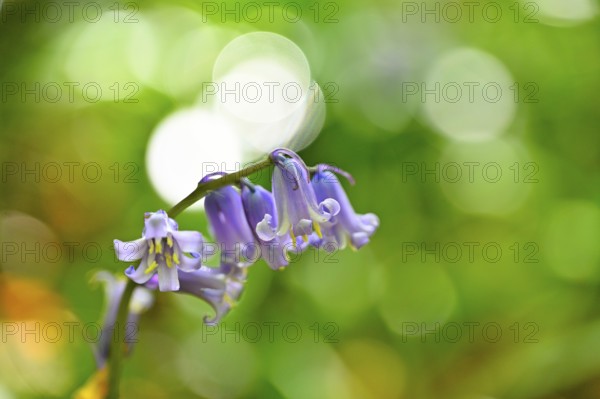 Flowering wood hyacinth (Hyacinthoides non-scripta), Lower Rhine, North Rhine-Westphalia, Germany,