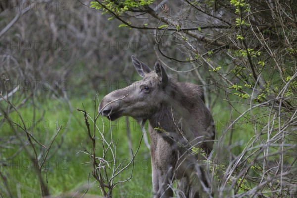 Moose (Alces alces) cow with trees and green grass around