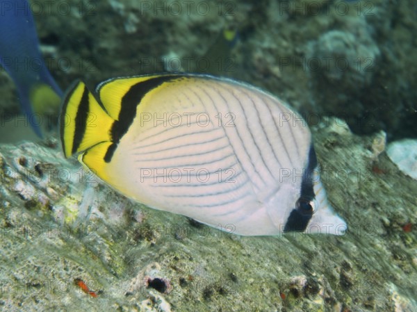 An elegant fish with yellow and black stripes, vagabond butterflyfish (Chaetodon vagabundus),