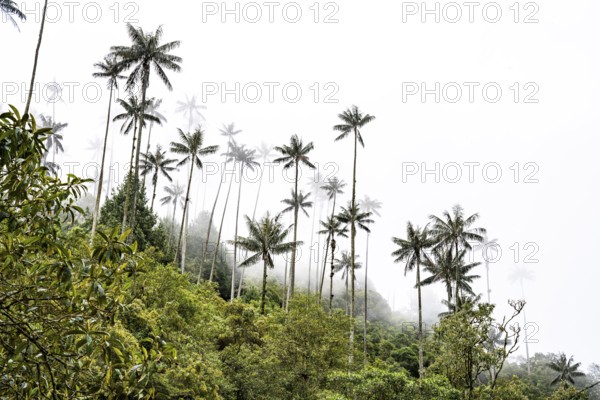 Quindio wax palm (ceroxylon quindiuense), Cocora Valley, Salento, Quindio, Colombia, South America